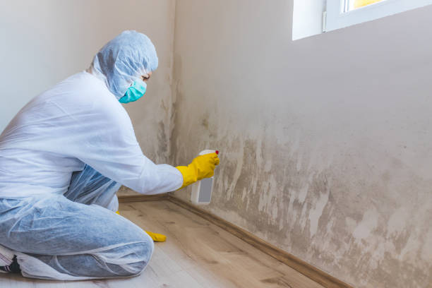 Licensed Black Mold Removal service in Grantsville, MD - WQB Mold Removal