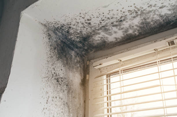 Affordable Black Mold Removal solutions in Grantsville, MD
